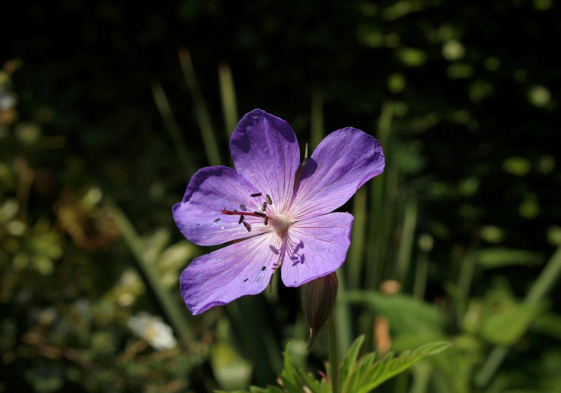 Bloom and Breath macro flora photography