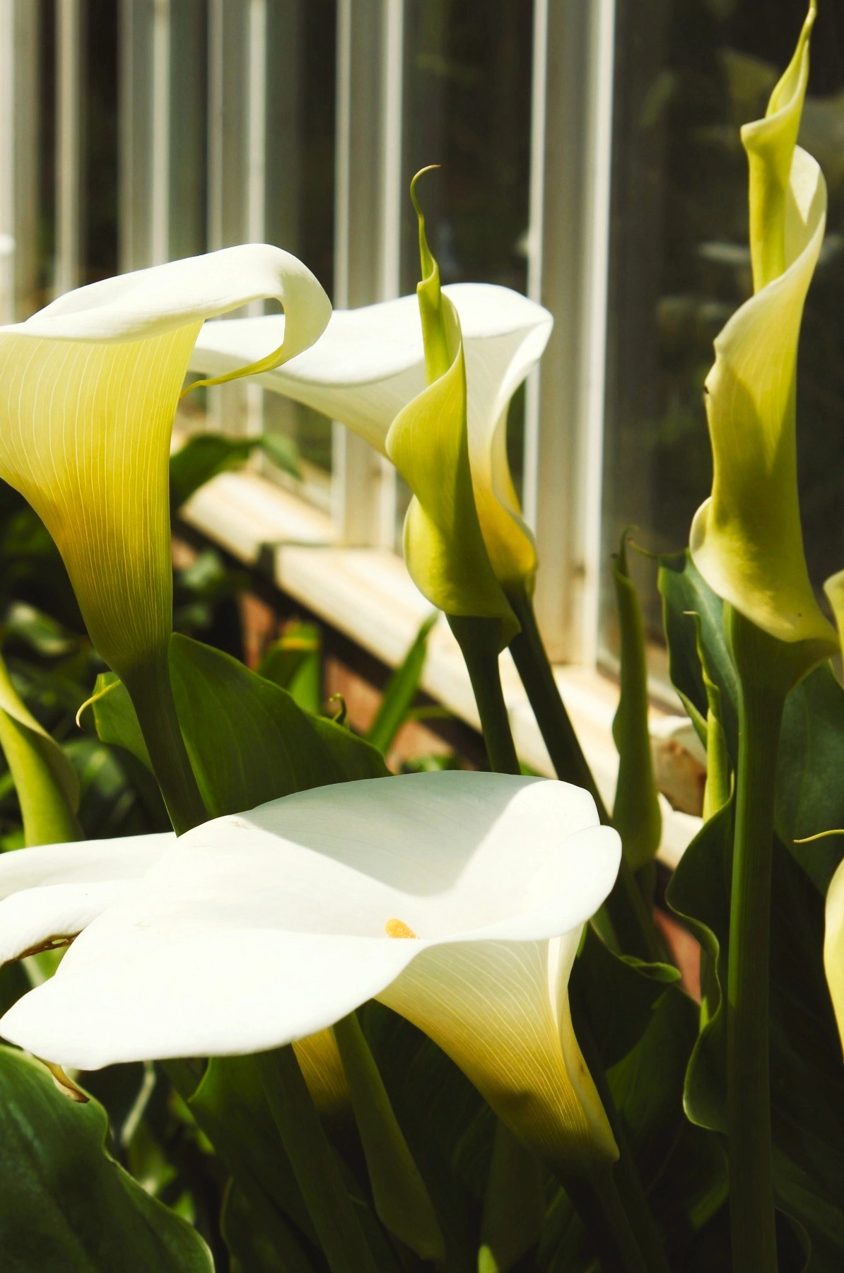 Flora photograph