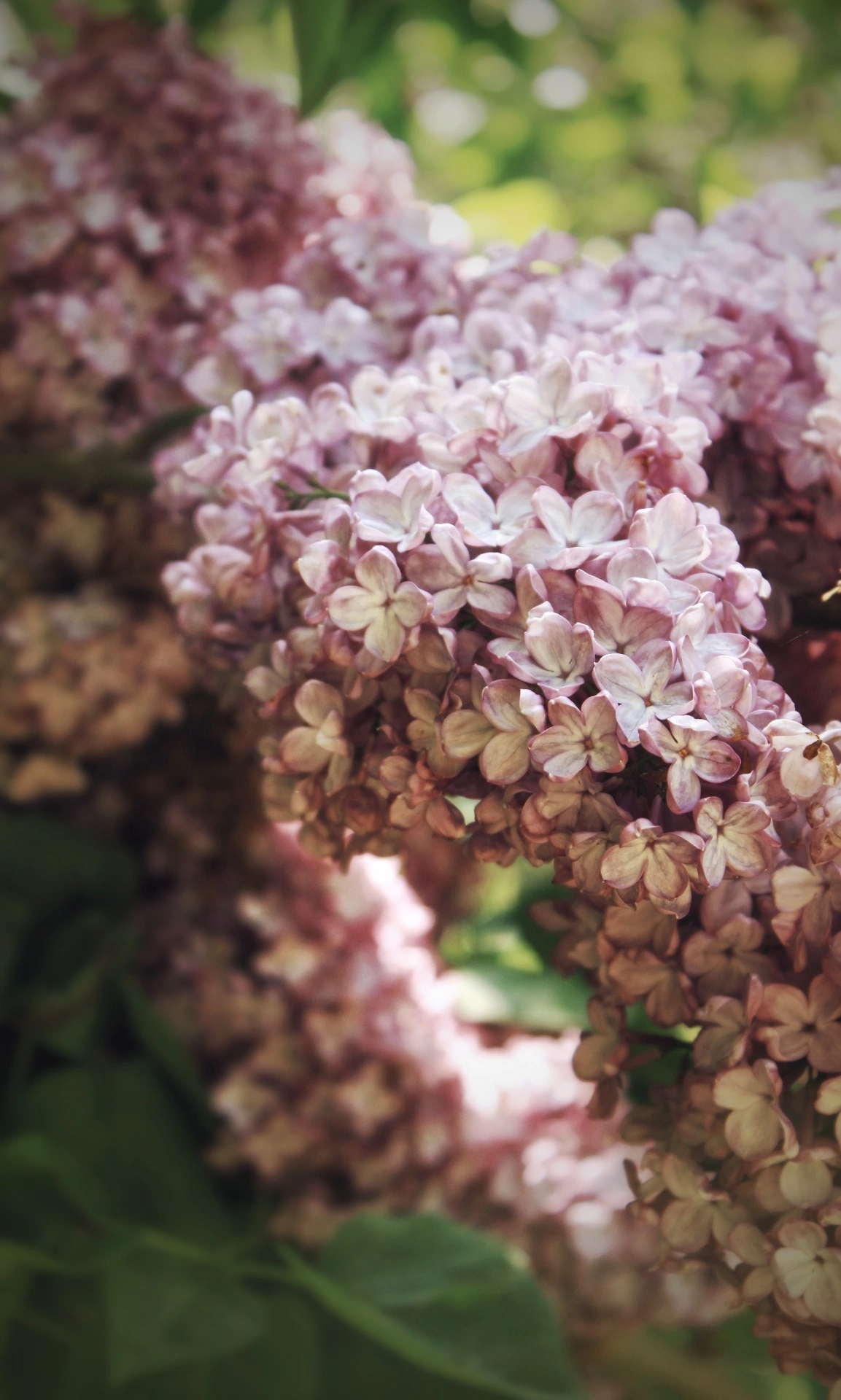 Flora photograph