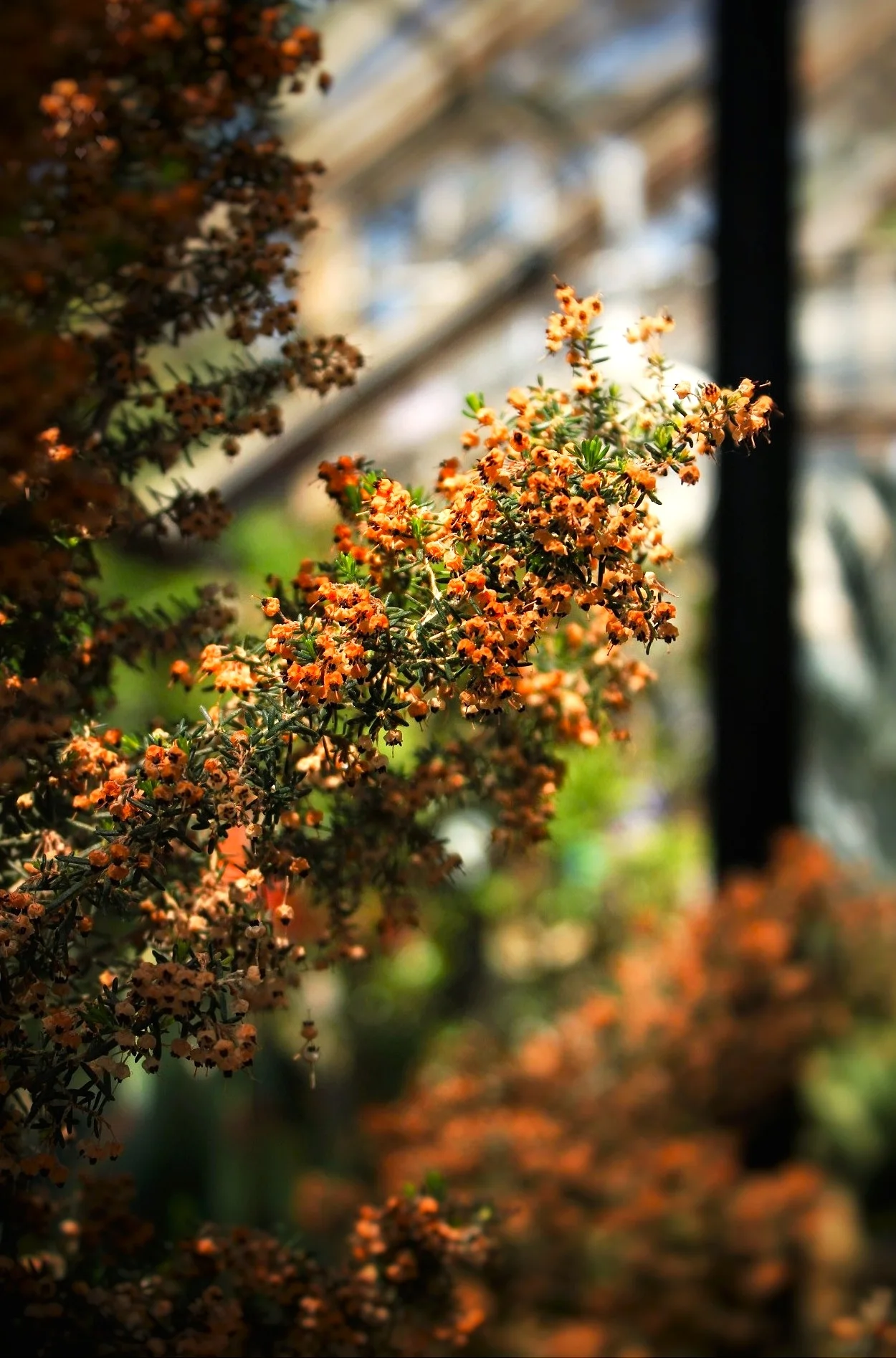 Flora photograph