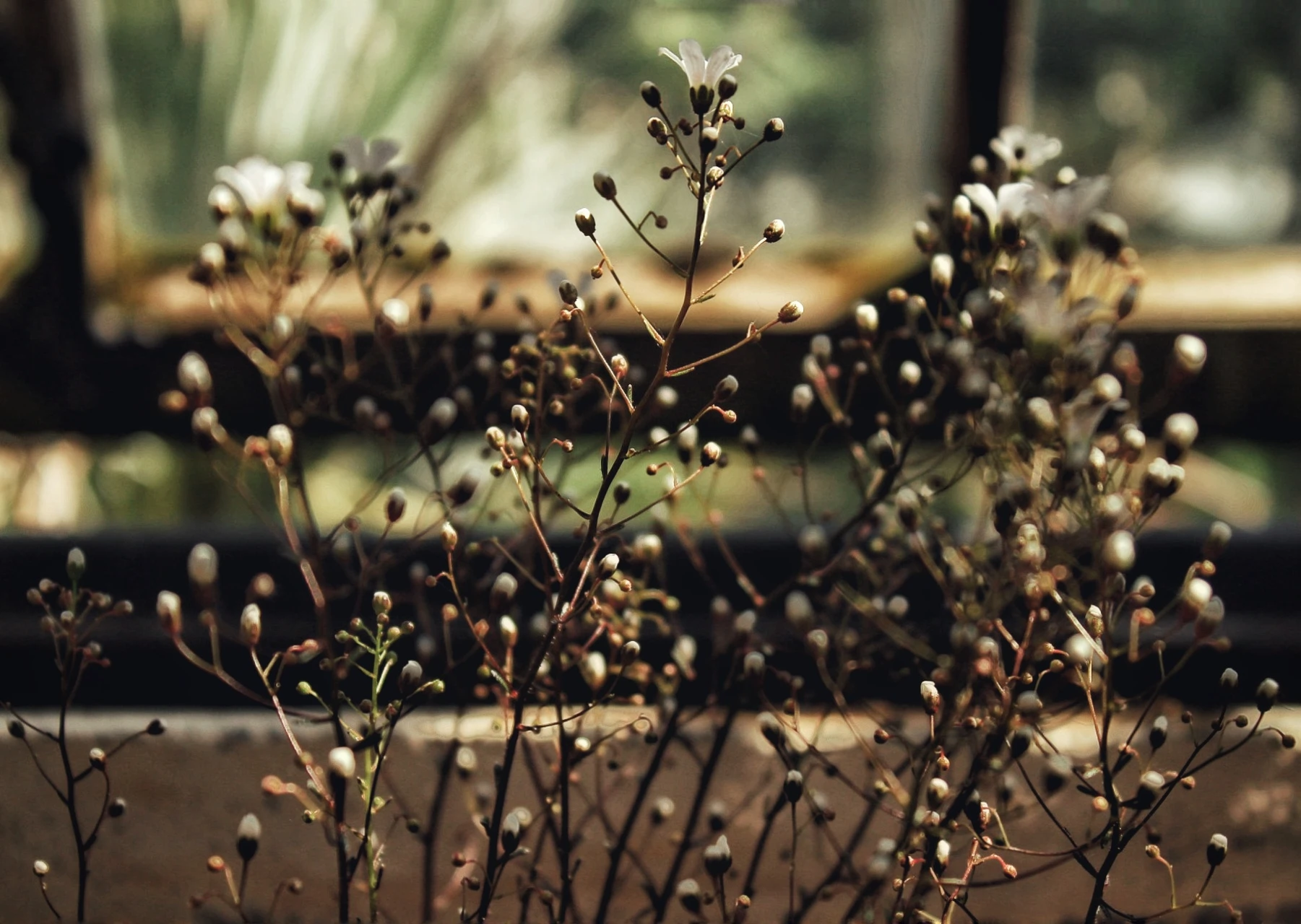 Flora photograph