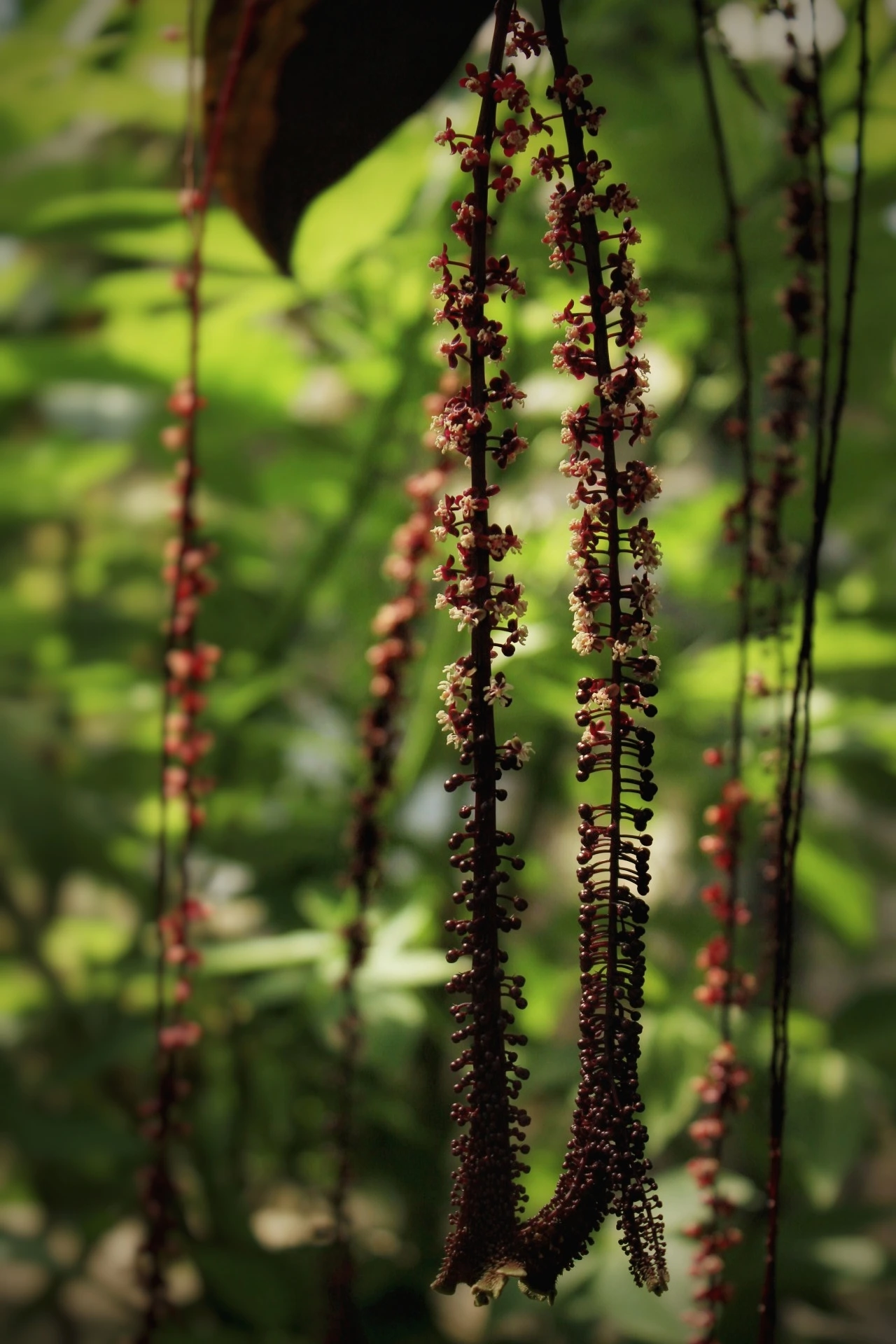 Flora photograph