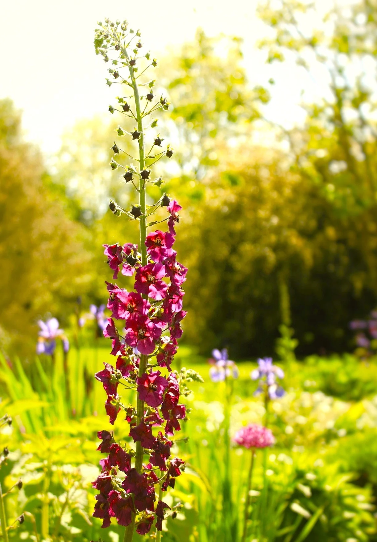 Flora photograph