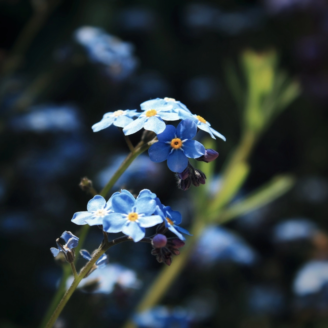 Flora photograph