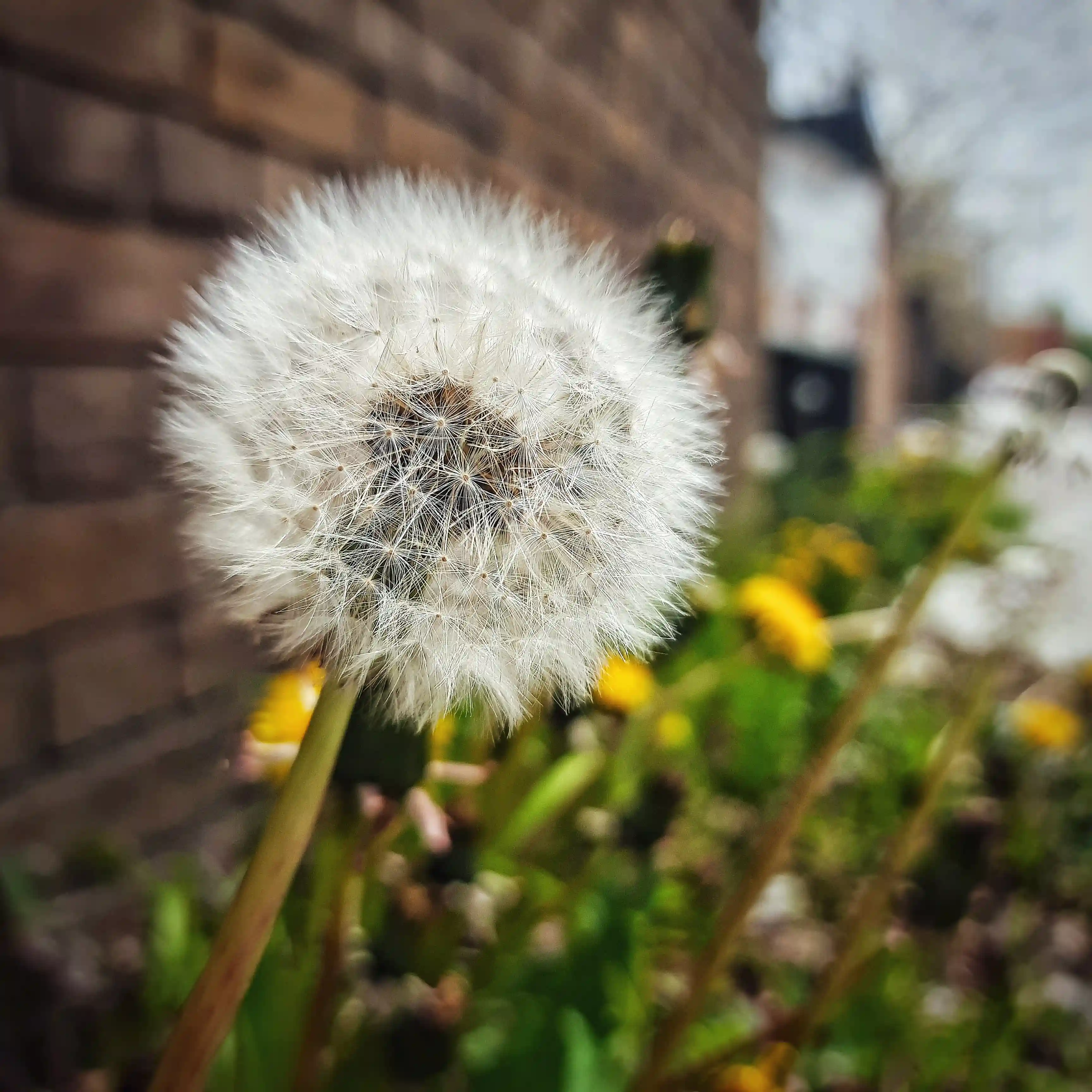 Flora photograph