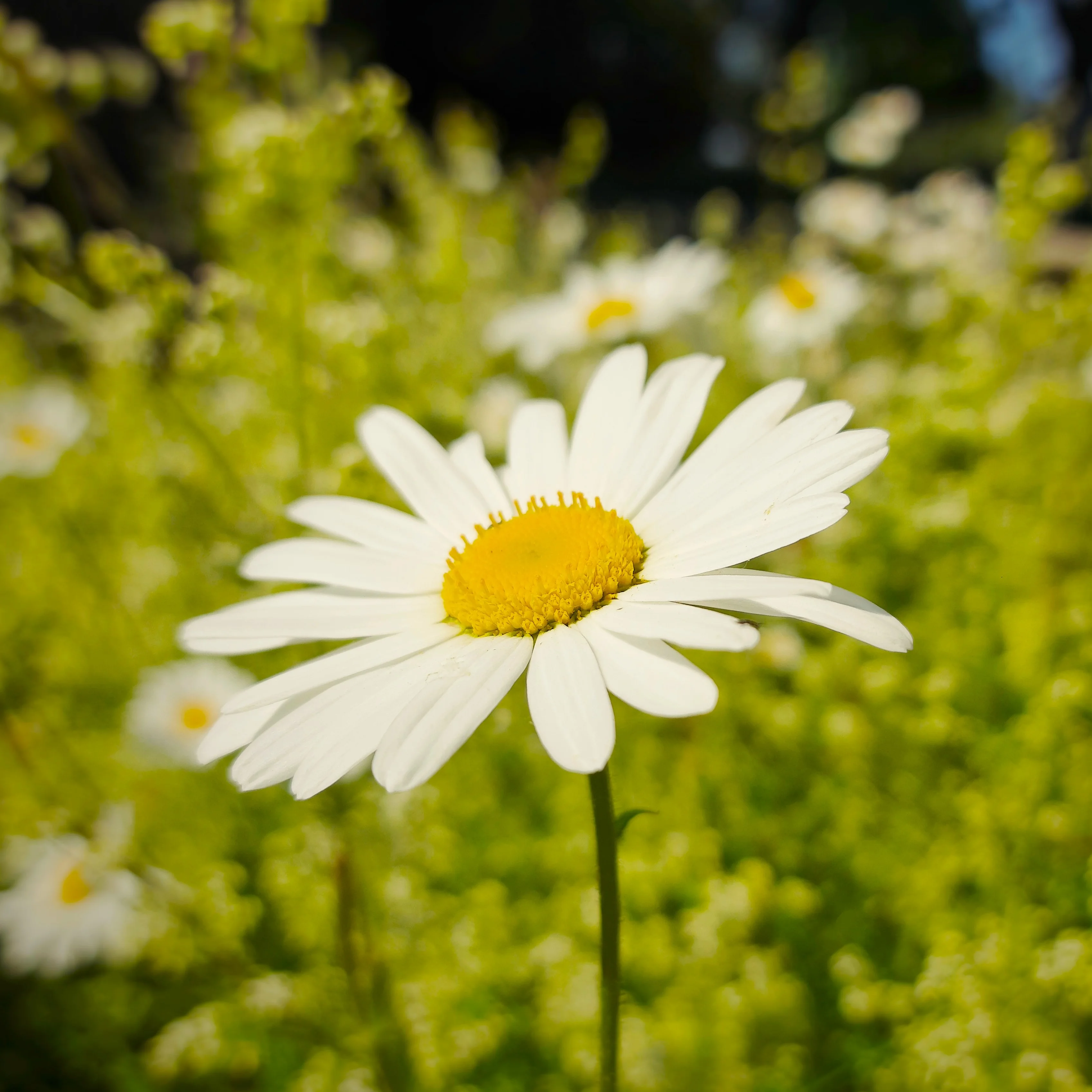Flora photograph