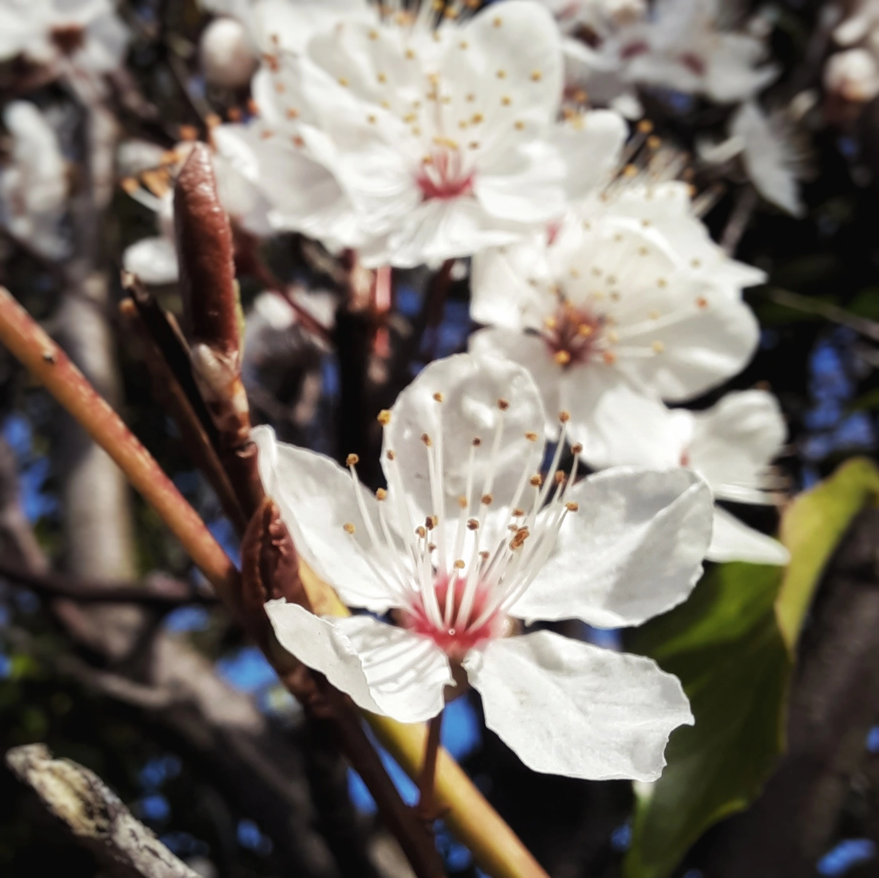 Flora photograph