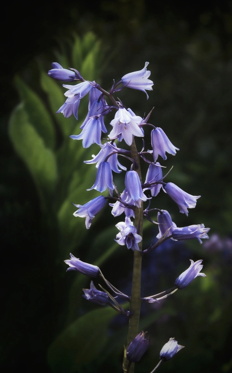 Flora photograph