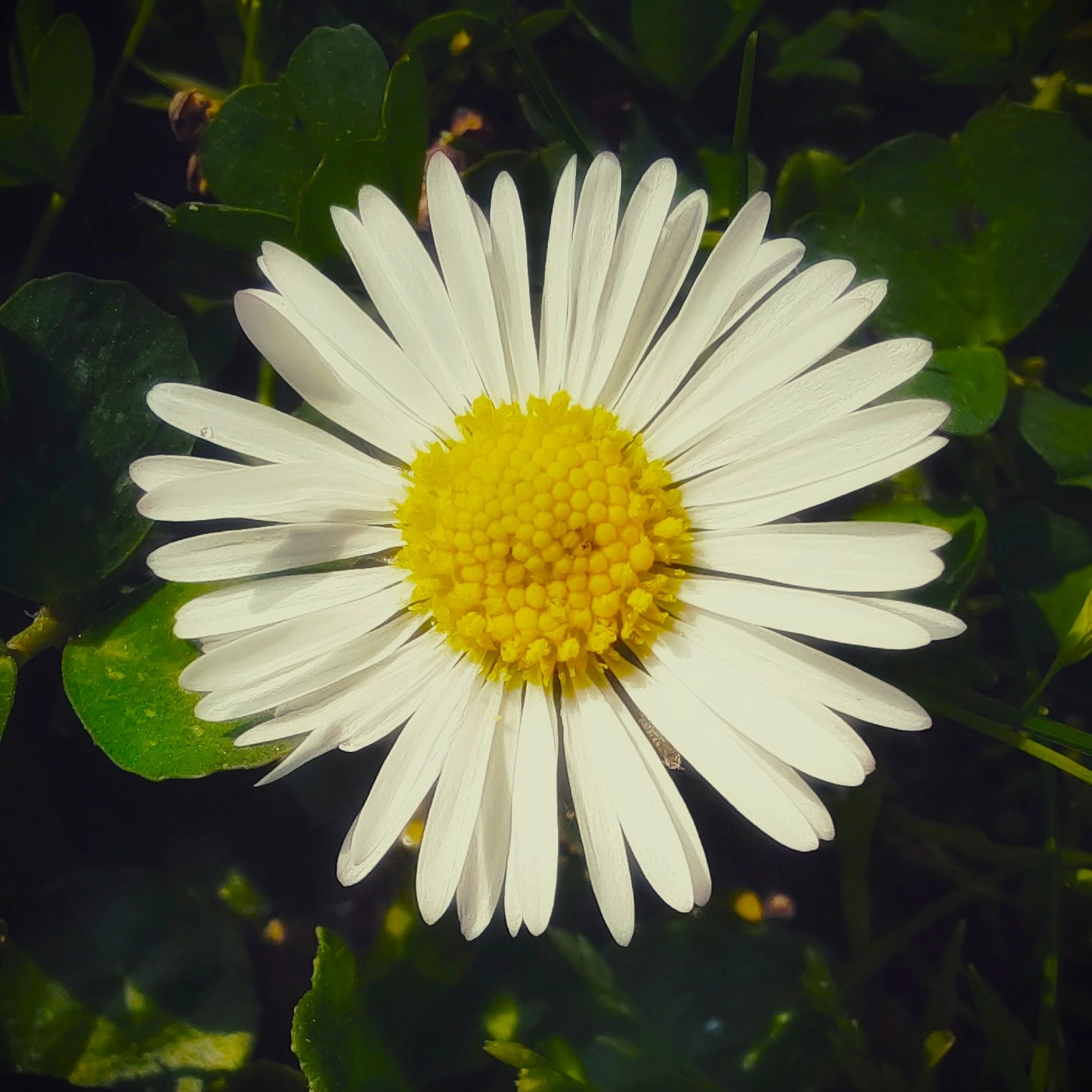 Flora photograph