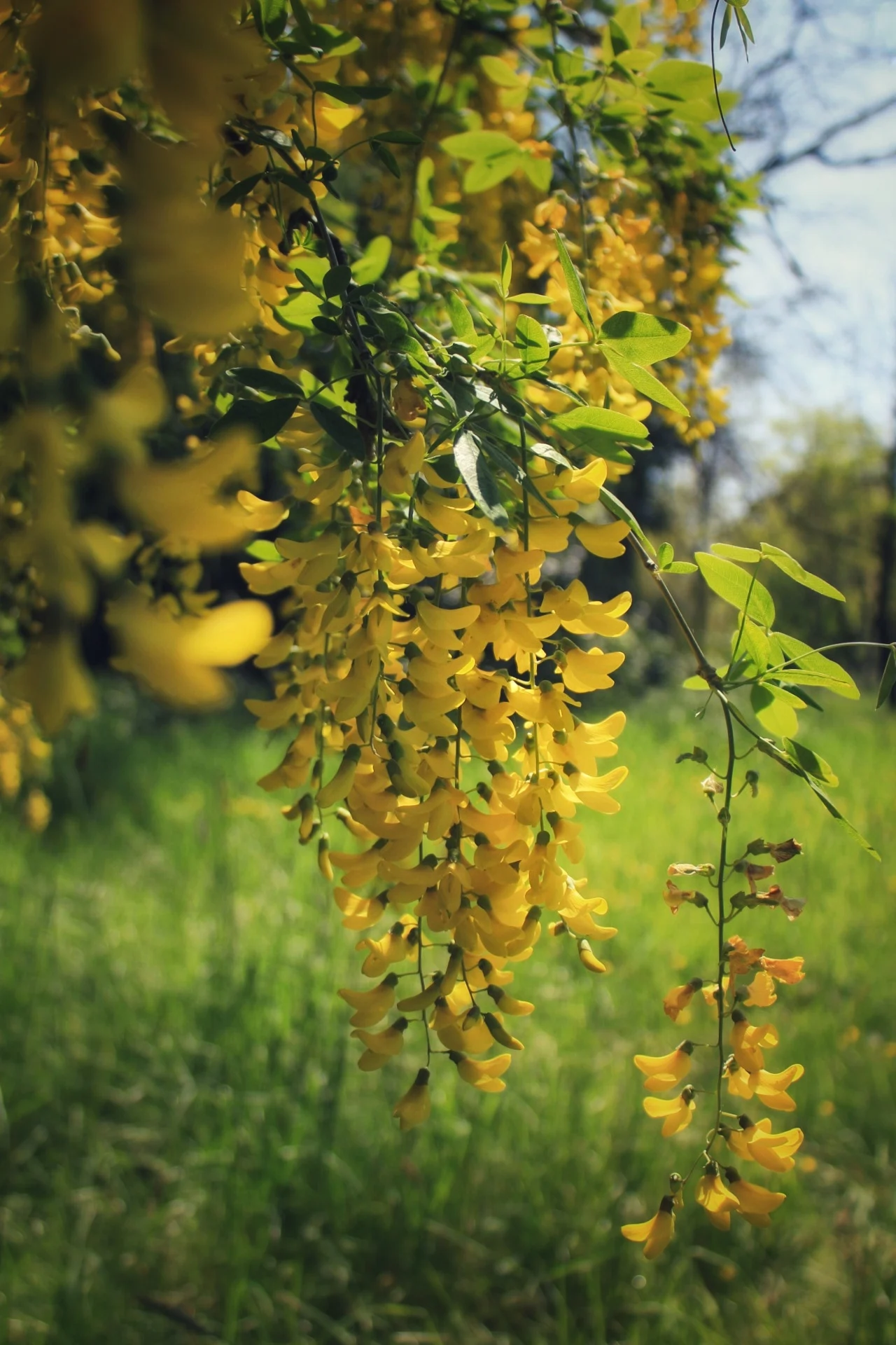 Flora photograph