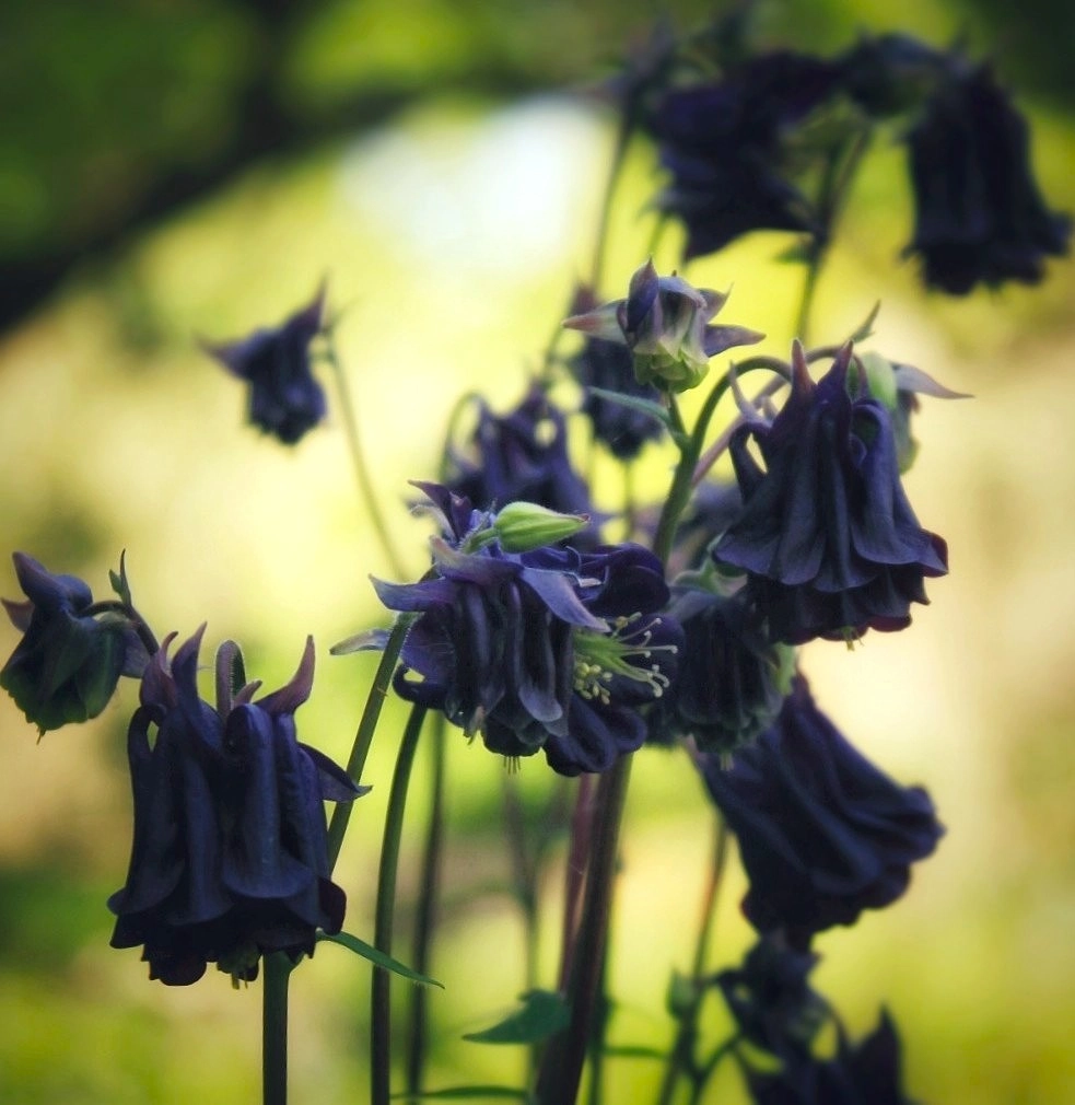 Flora photograph