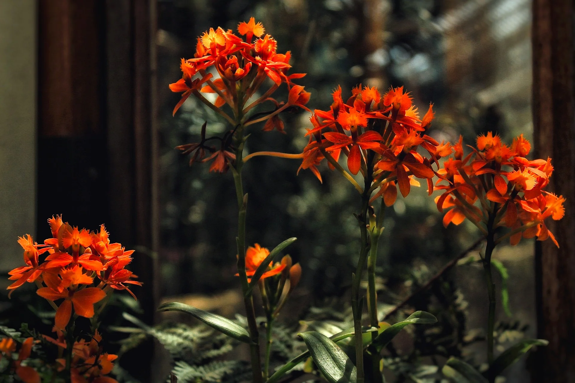 Flora photograph