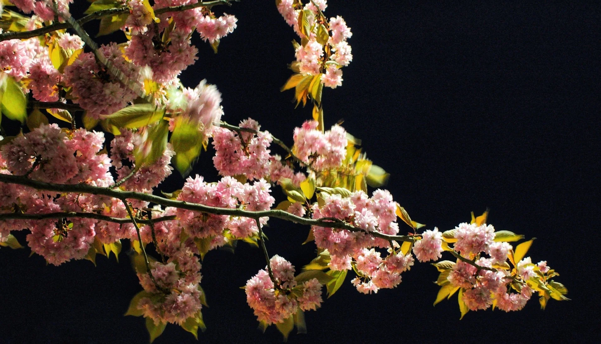 Flora photograph