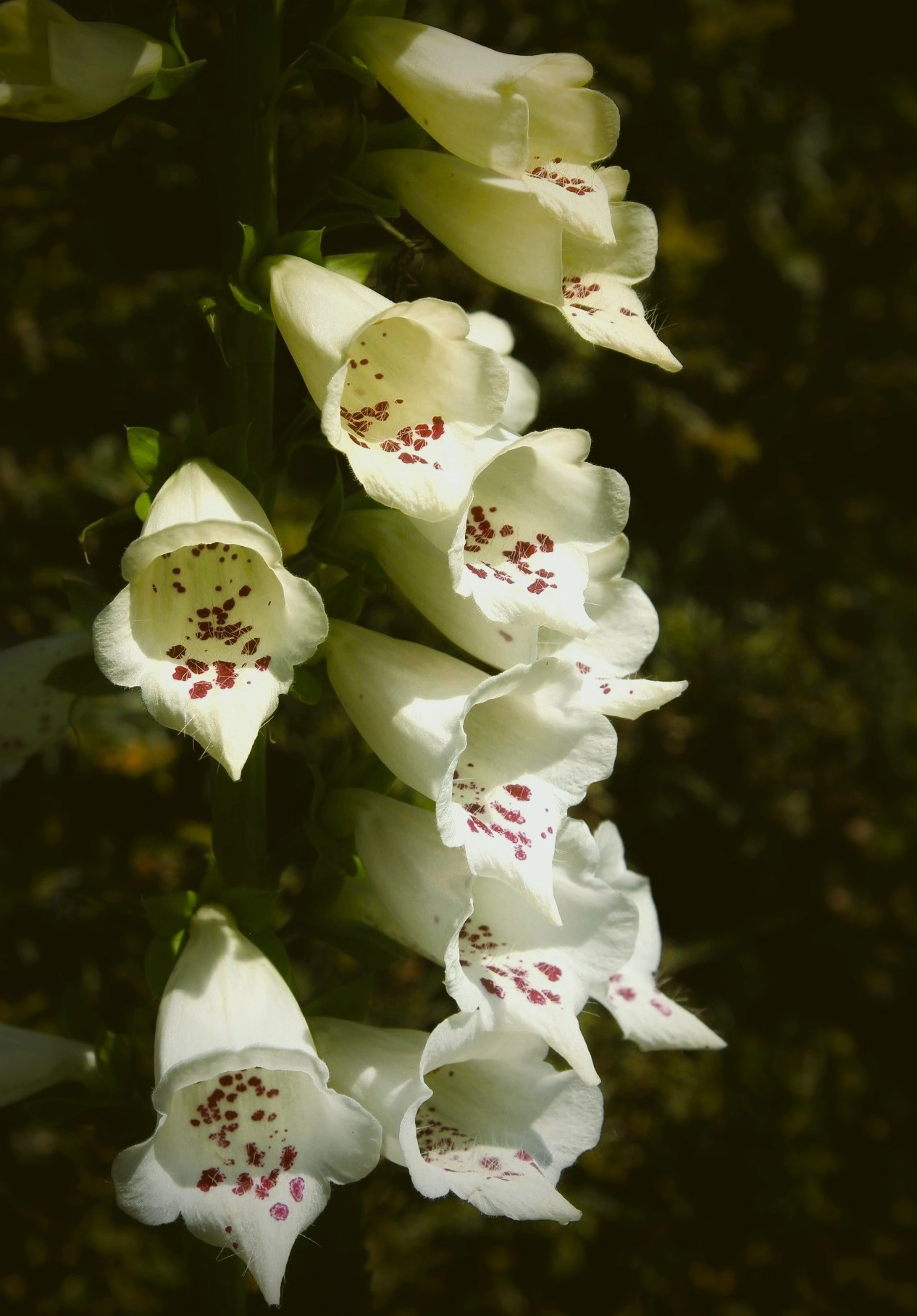 Flora photograph