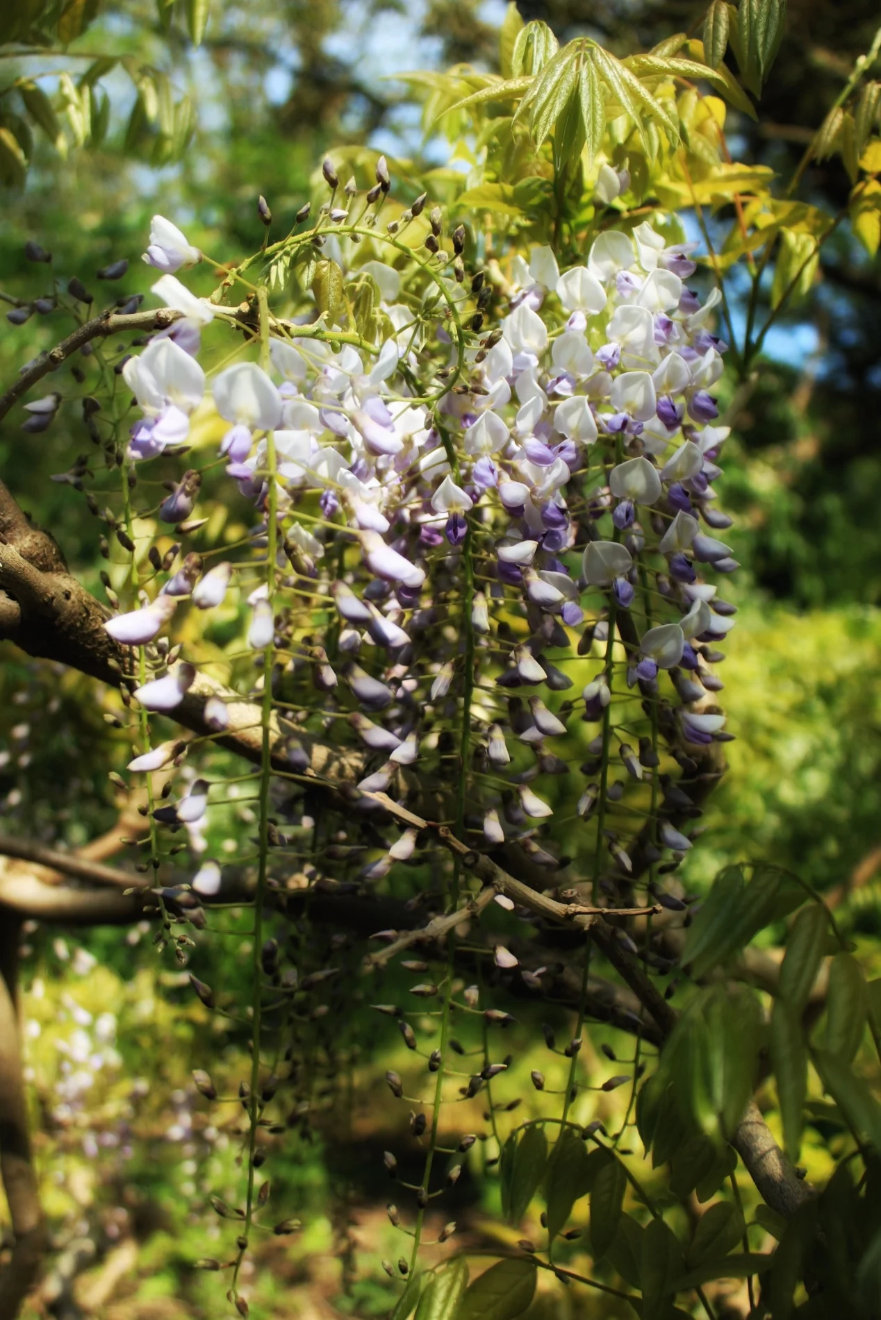 Flora photograph